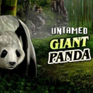 Untamed Giant Panda
